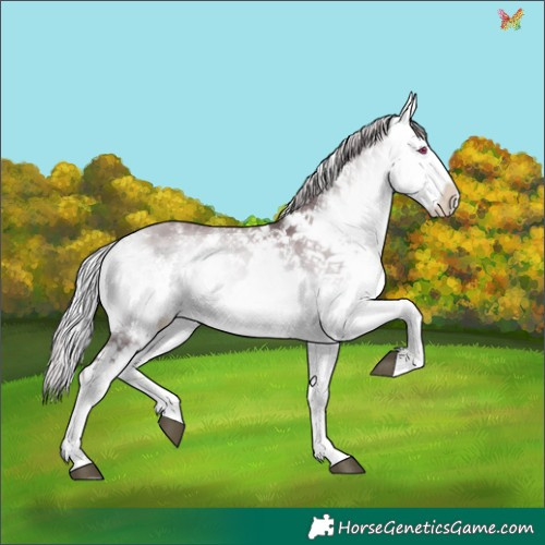 Horse Color:White Spotted Chocolate Silver Bay Chinchilla Onyx 