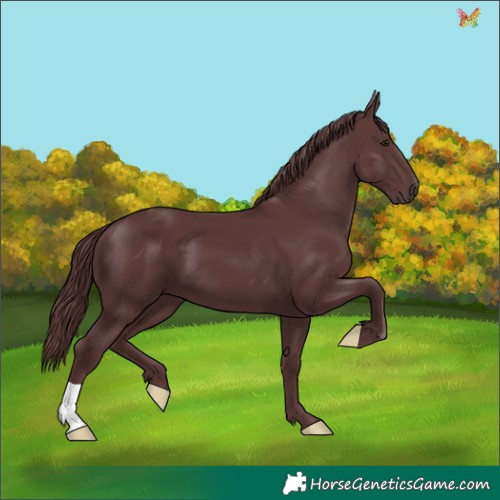 Horse Color:Chocolate Black Chinchilla 