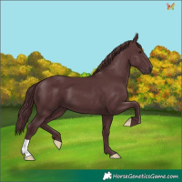 Horse Color:Chocolate Black Chinchilla 