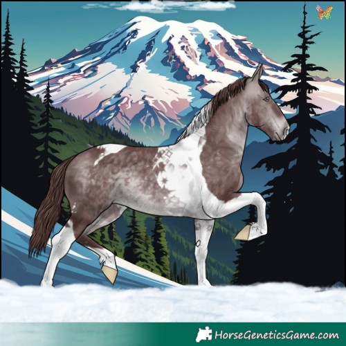 Horse Color:Chocolate Brown Chinchilla Tobiano 