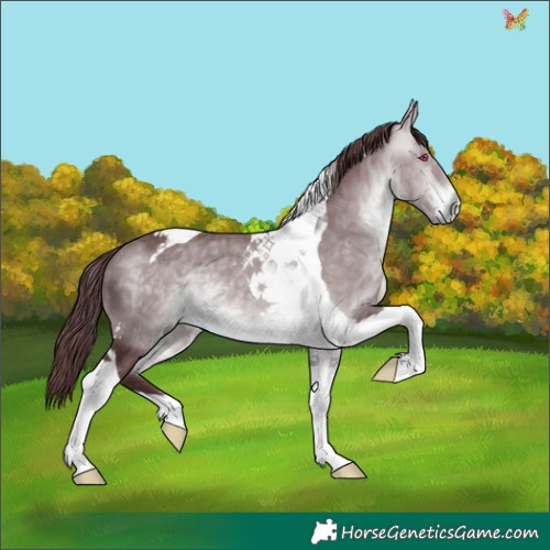 Horse Color:Chocolate Brown Chinchilla Tobiano 