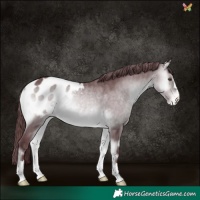 Horse Color:Chocolate Brown Chinchilla Onyx Appaloosa 
