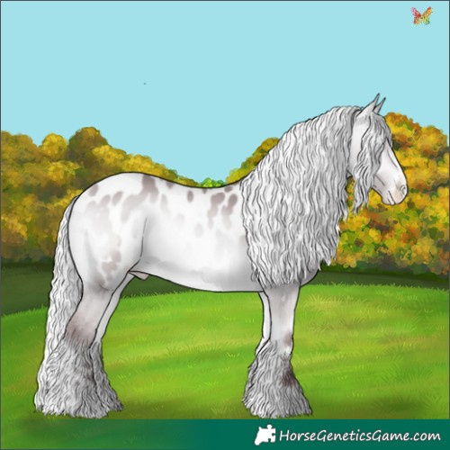 Horse Color:Chocolate Silver Bay Chinchilla Onyx Appaloosa 