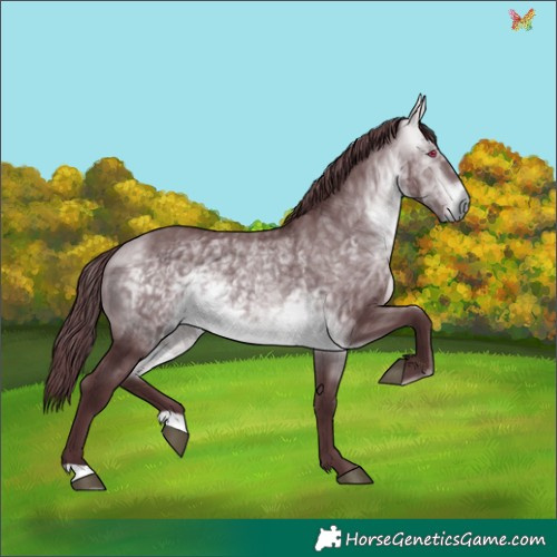 Horse Color:Chocolate Bay Chinchilla 