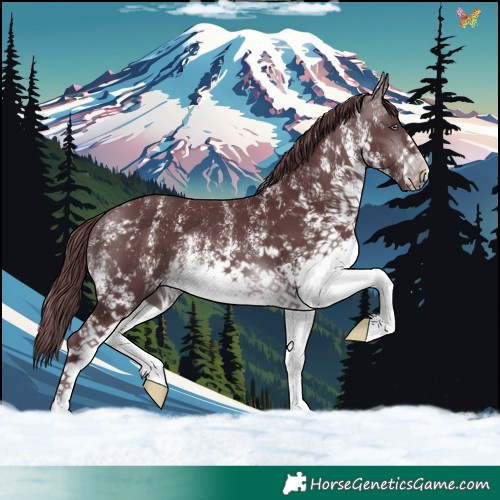 Horse Color:White Spotted Chocolate Brown Chinchilla 