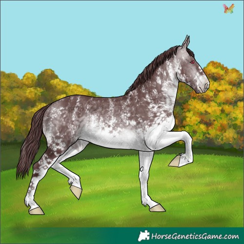 Horse Color:White Spotted Chocolate Brown Chinchilla 