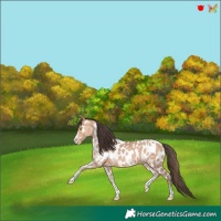 Horse Color:White Spotted Amber Champagne Appaloosa