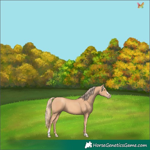 Horse Color:Gold Champagne 