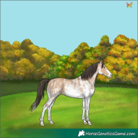 Horse Color:White Spotted Amber Champagne 