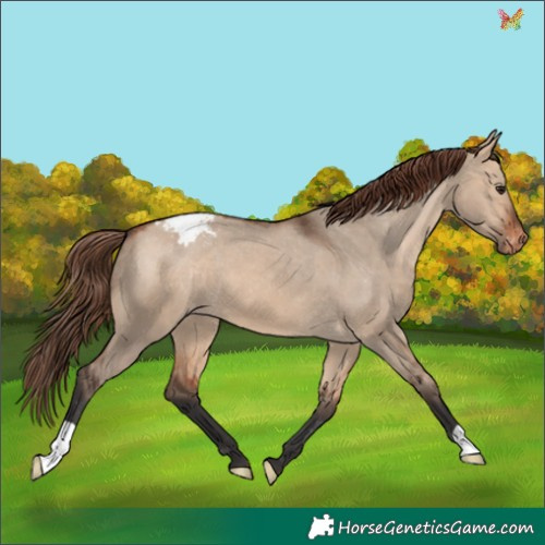 Horse Color:Bay Dun Appaloosa 