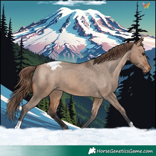 Horse Color:Bay Dun Snowcap 
