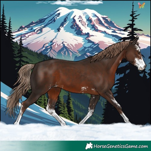 Horse Color:Liver Chestnut Sabino 