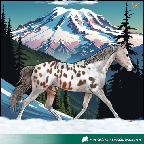Horse Color:Bay Near Leopard 
