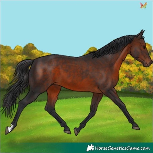 Horse Color:Brown 