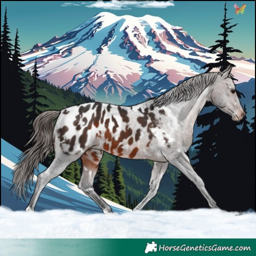 Horse Color:White Spotted Brown Appaloosa 