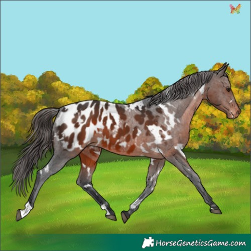 Horse Color:White Spotted Brown Appaloosa 