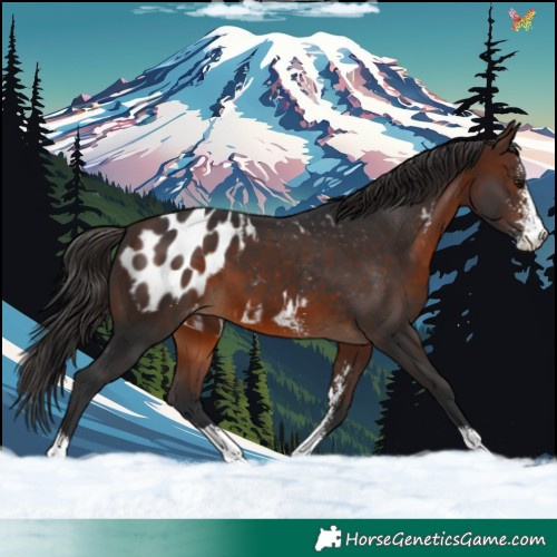 Horse Color:Brown Sabino Blanket 
