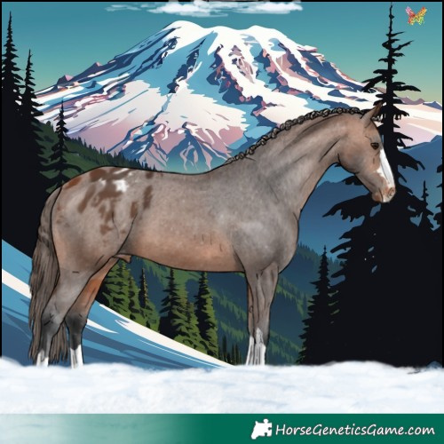 Horse Color:Bay Varnish 