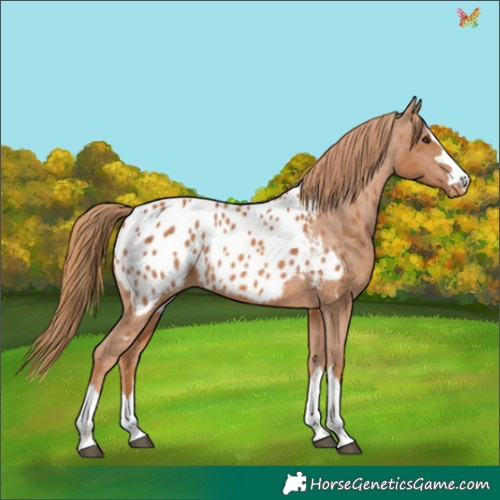 Horse Color:Chestnut Near Leopard 