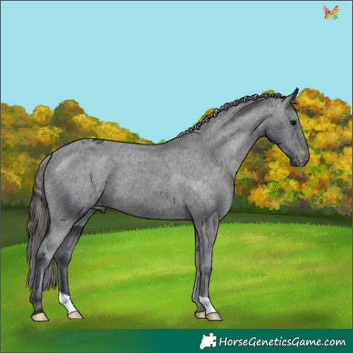 Horse Color:Black Appaloosa 