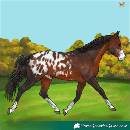 Horse Color:Brown Sabino Blanket 