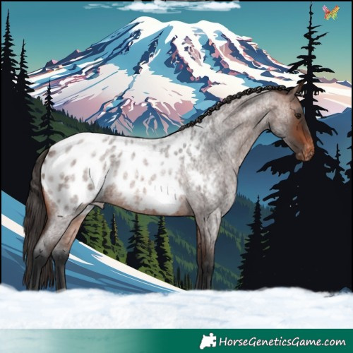 Horse Color:Brown Roan Blanket 