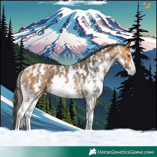Horse Color:Buckskin Sabino 
