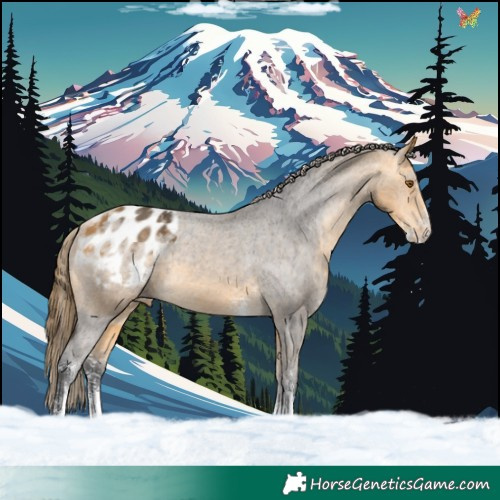 Horse Color:Buckskin Sabino Blanket 