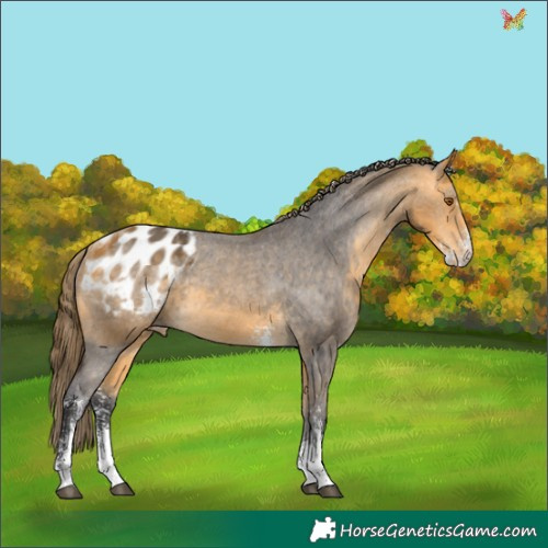 Horse Color:Buckskin Sabino Appaloosa 