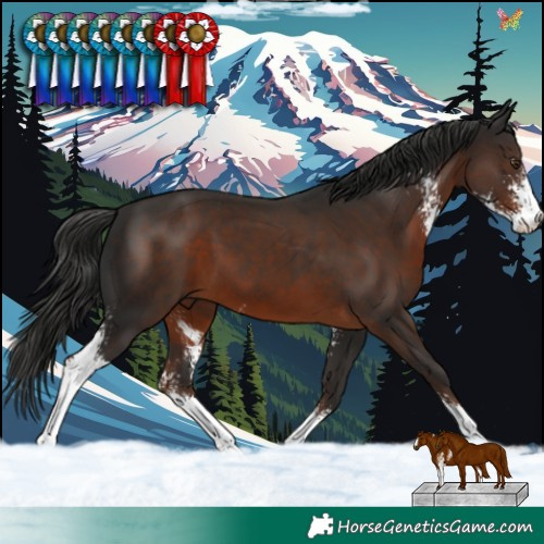Horse Color:Liver Chestnut Sabino 