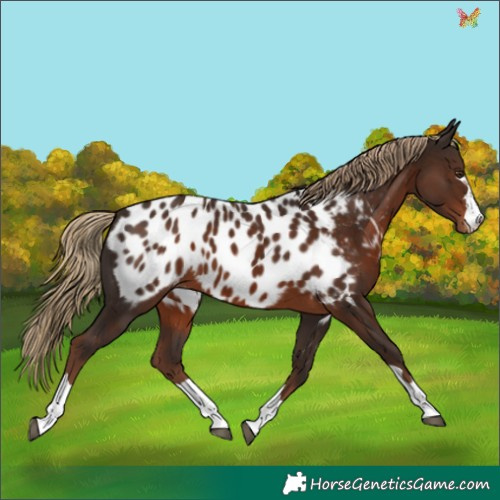 Horse Color:Liver Chestnut Near Leopard 