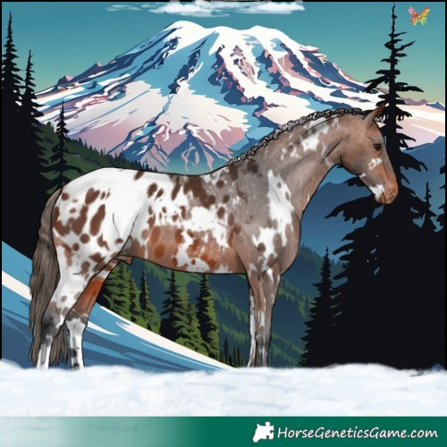 Horse Color:White Spotted Bay Appaloosa 