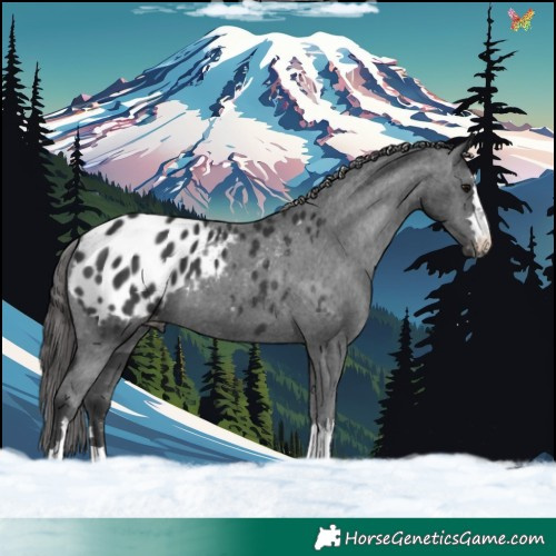 Horse Color:Black Blanket 