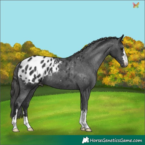 Horse Color:Black Appaloosa 