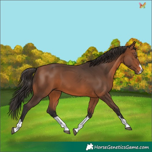 Horse Color:Bay 