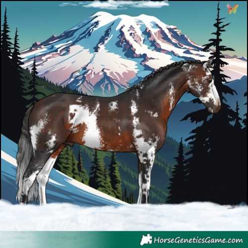 Horse Color:Brown Sabino Splash 