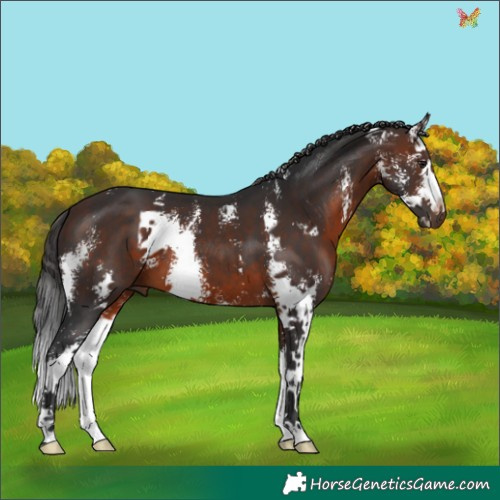 Horse Color:Brown Sabino Splash 