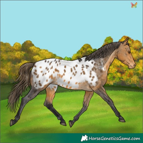 Horse Color:Buckskin Appaloosa 