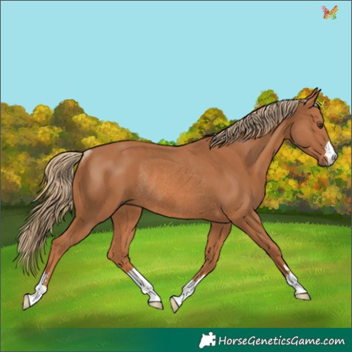 Horse Color:Chestnut Rabicano 