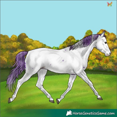 Horse Color:Watercolor White Spotted Black Appaloosa 
