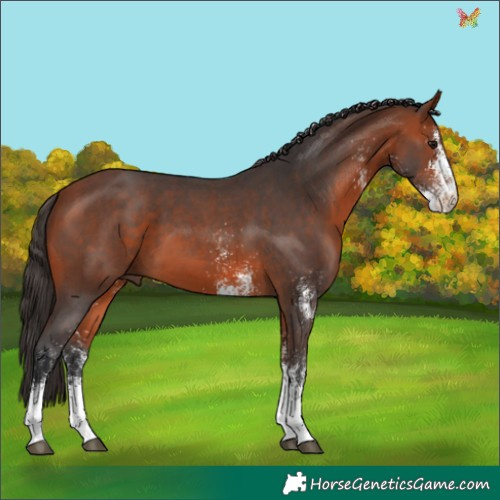 Horse Color:White Spotted Bay 
