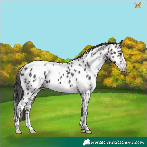 Horse Color:White Spotted Brown Frame Appaloosa 