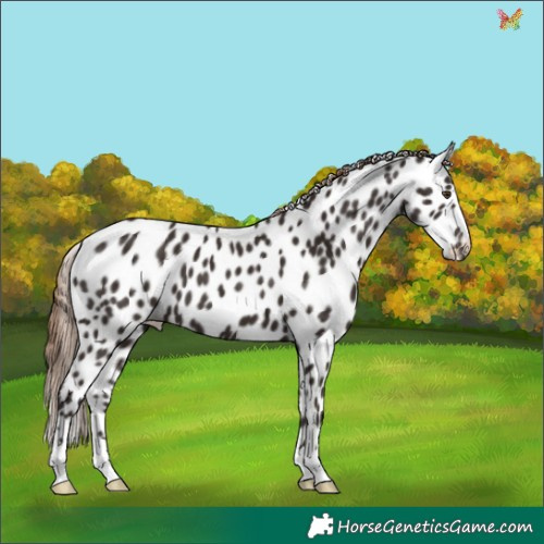 Horse Color:Liver Chestnut Appaloosa 