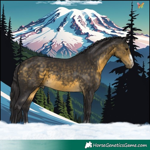 Horse Color:Buckskin 