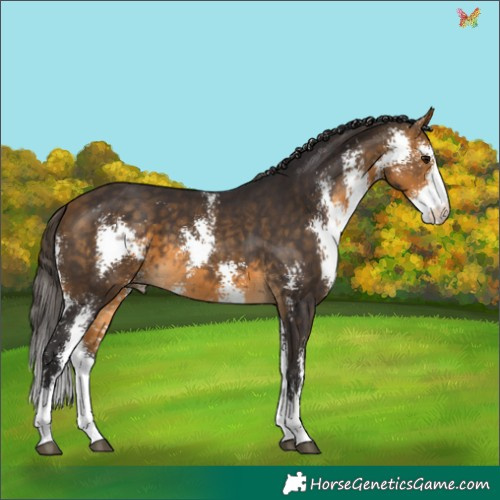 Horse Color:Buckskin Sabino 