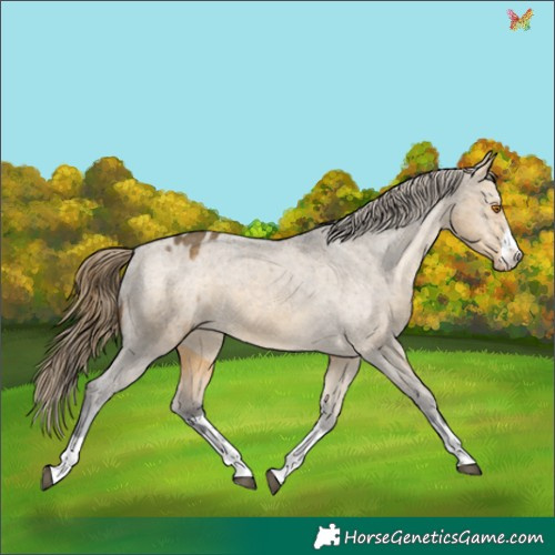 Horse Color:Buckskin Dun Appaloosa 