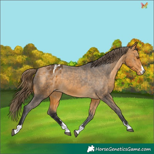 Horse Color:Buckskin Appaloosa 