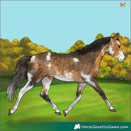 Horse Color:Buckskin Sabino 