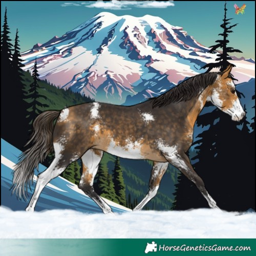 Horse Color:Buckskin Sabino 