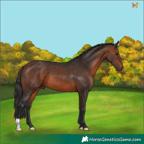 Horse Color:Brown 